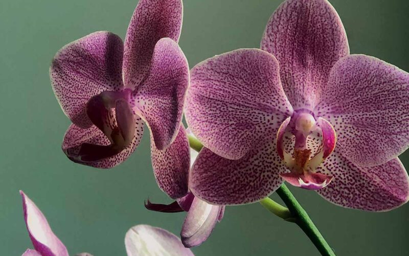 Orchidea: come curarla e mantenerla in fiore