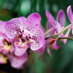 orchidea rara