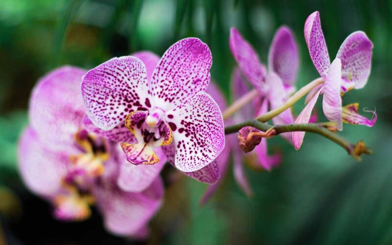 orchidea rara