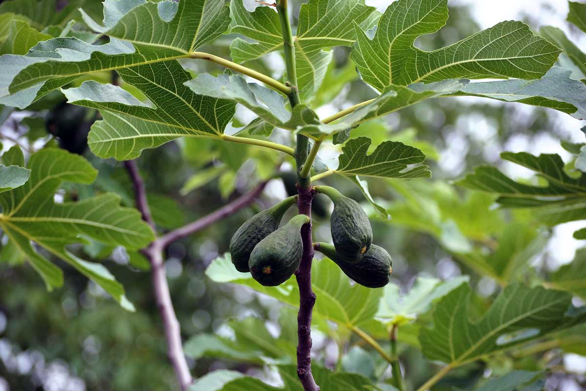 coltivare l'avocado