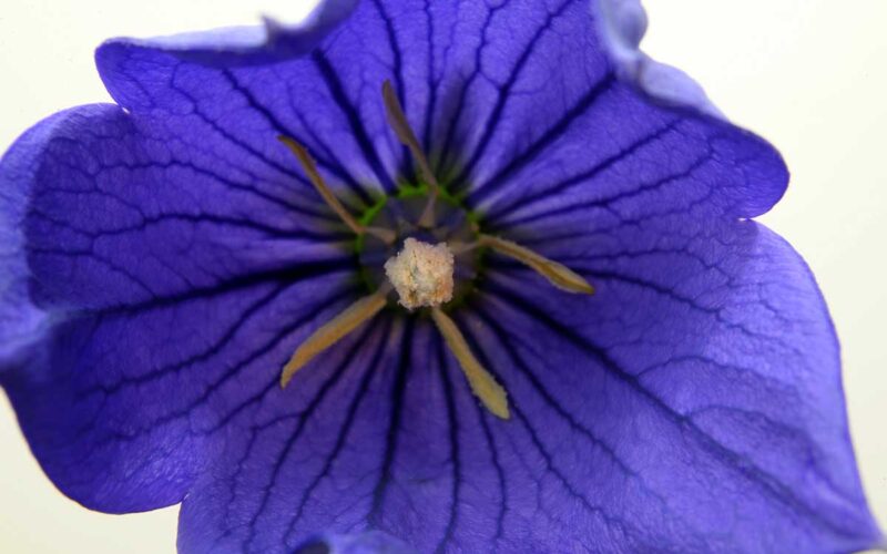 Platycodon, la campanula giapponese per decorare bordure e aiuole