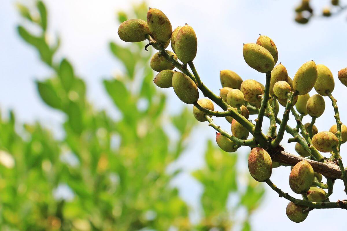 World Pistacchio Day