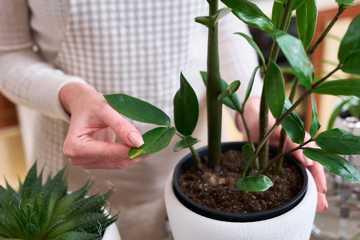 Zamioculcas Zamiifolia