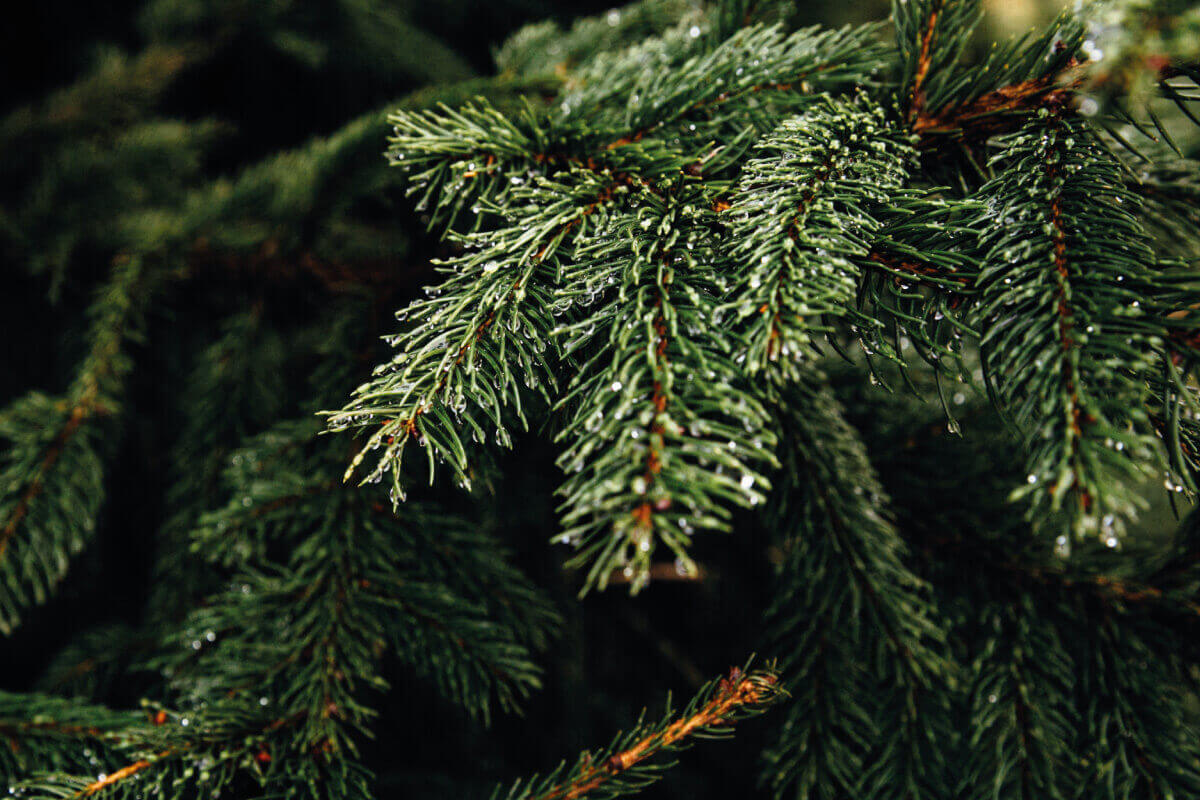 albero di natale vero o finto 