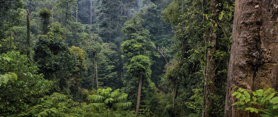 amico eco progetto ambientale