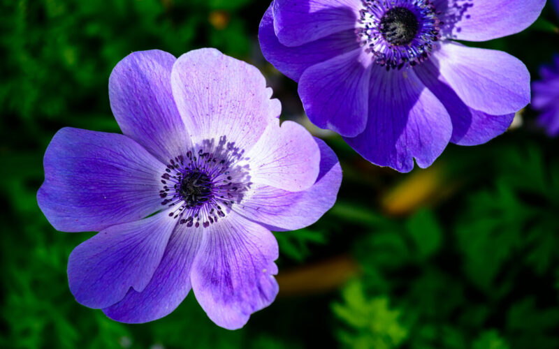 Gli anemoni cominciano a fiorire a febbraio: caratteristiche e come curarli