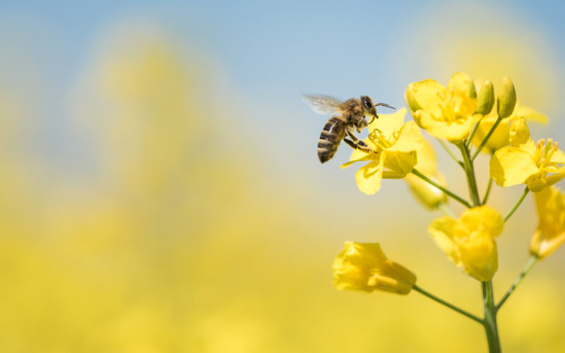 Creare un angolo verde in casa con le piante che favoriscono l’impollinazione delle api