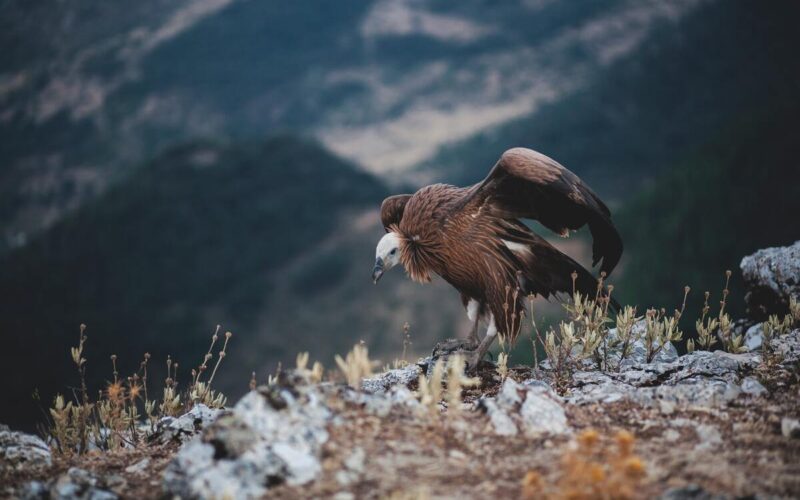 Animali di montagna|Animali di montagna