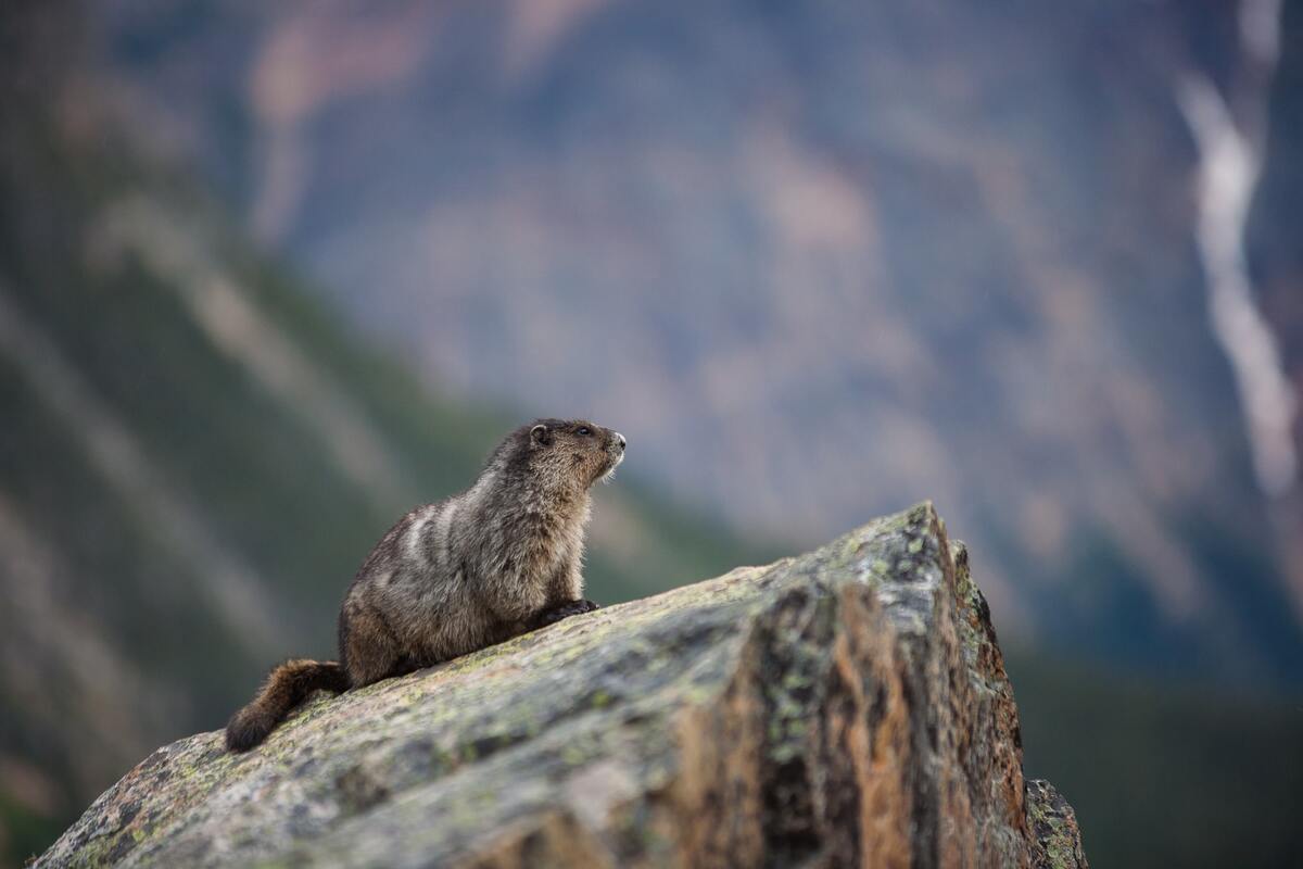 Animali di montagna