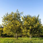 piantare alberi treedom|piantare alberi treedom