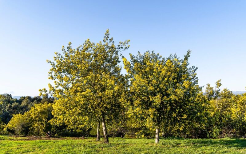 Le iniziative sostenibili nel mondo: Treedom la piattaforma per piantare alberi a distanza