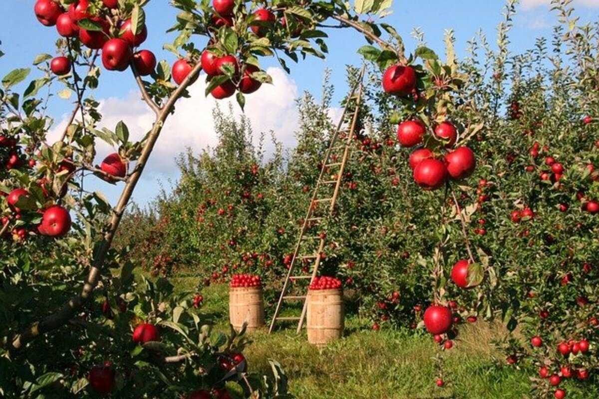 Quante aziende agricole