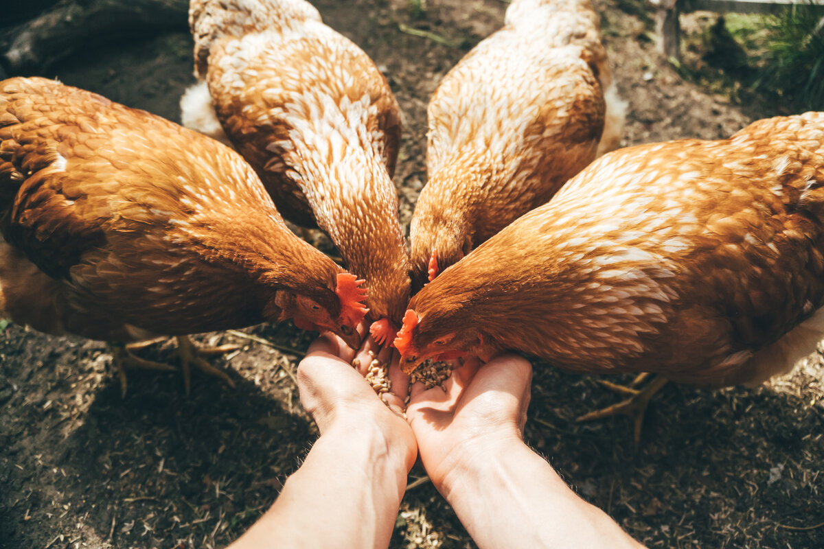 Autosufficienza alimentare - galline