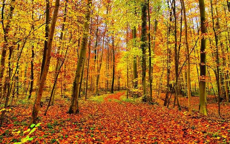 La casa sull’albero per ammirare il foliage d’autunno