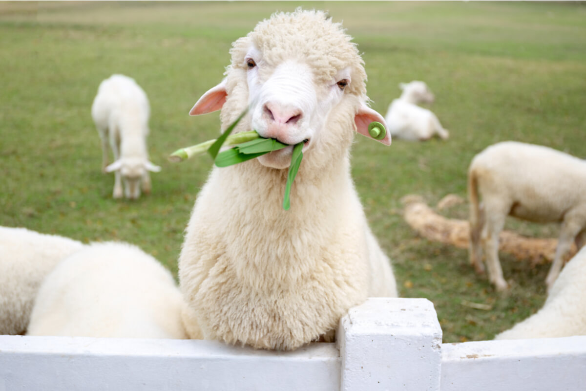 pecora come animale domestico - animali da compagnia