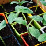 Balcone sostenibile - zucchine|Balcone sostenibile - insalata