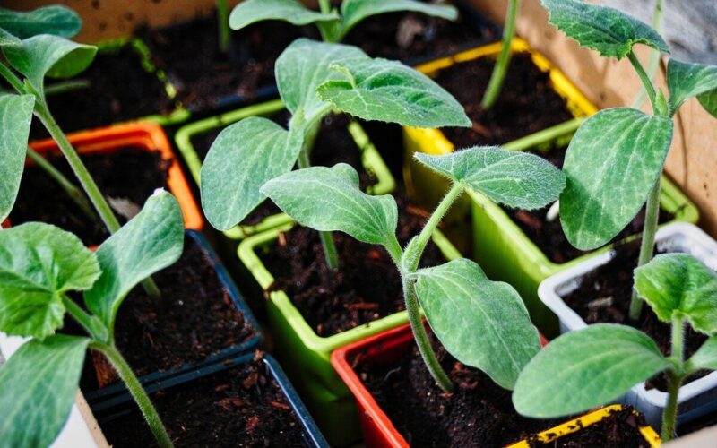 Balcone sostenibile - zucchine|Balcone sostenibile - insalata