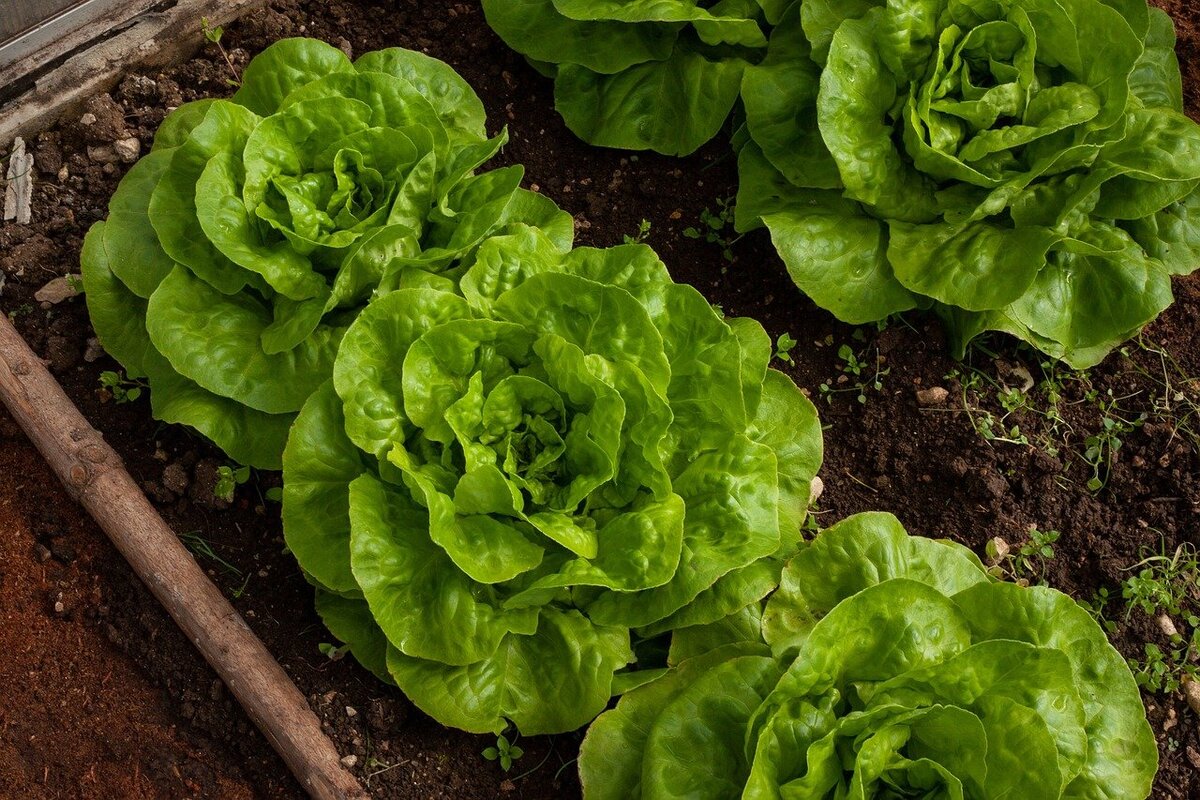 Balcone sostenibile - insalata