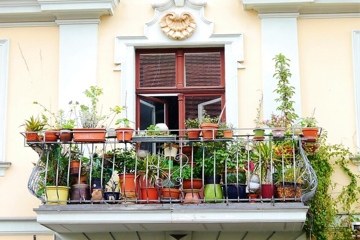 Coltivare il melone sul balcone