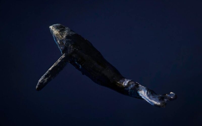 Le balene ed i cambiamenti climatici: l’animale capace di salvare il pianeta