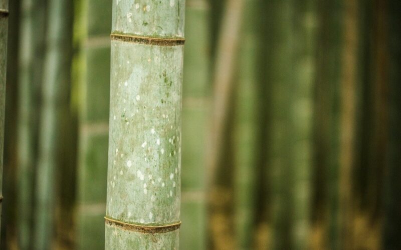 Bamboo, un materiale poliedrico: usi, caratteristiche e curiosità