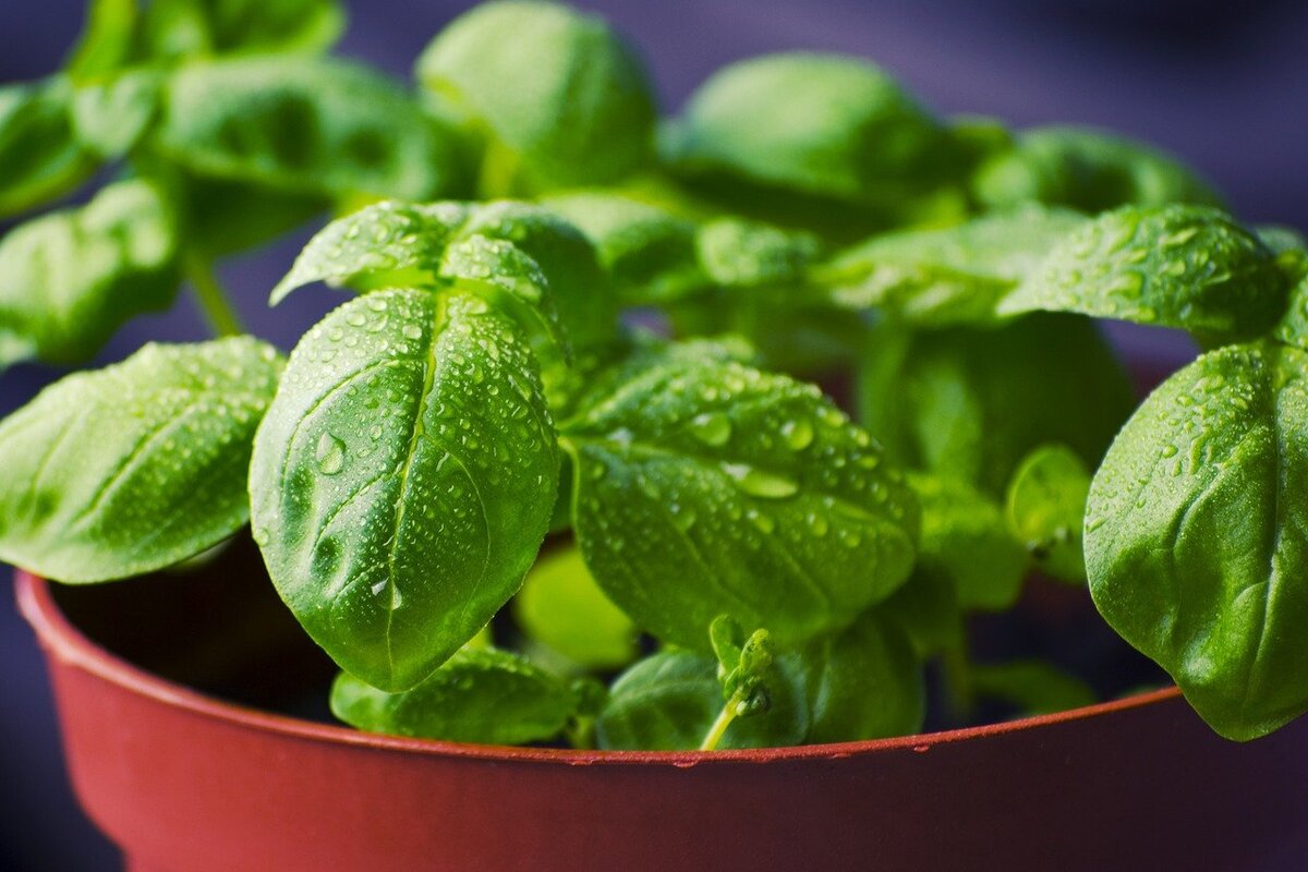 Verdure che si possono coltivare in acqua