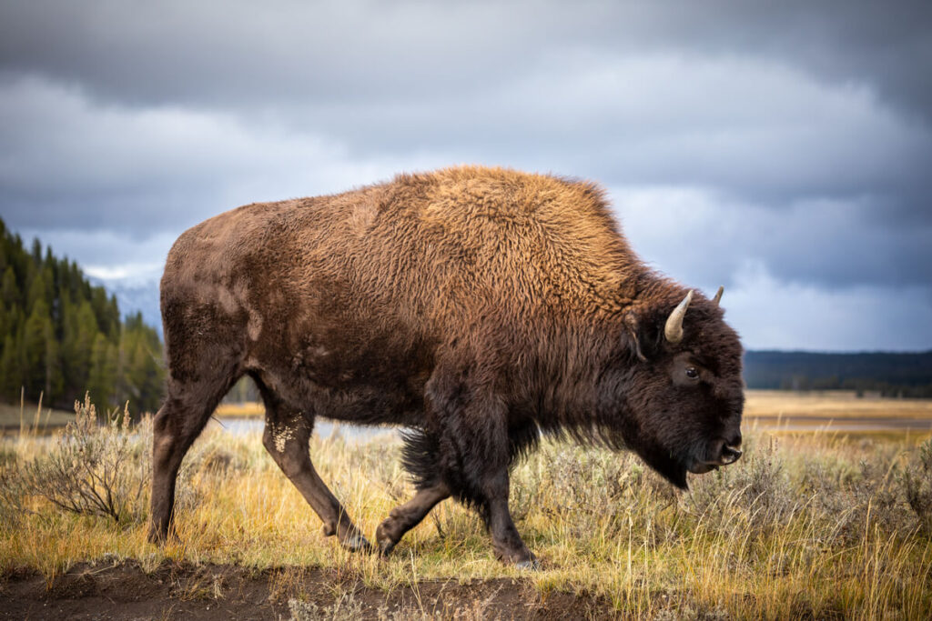 la rinascita del bisonte europeo