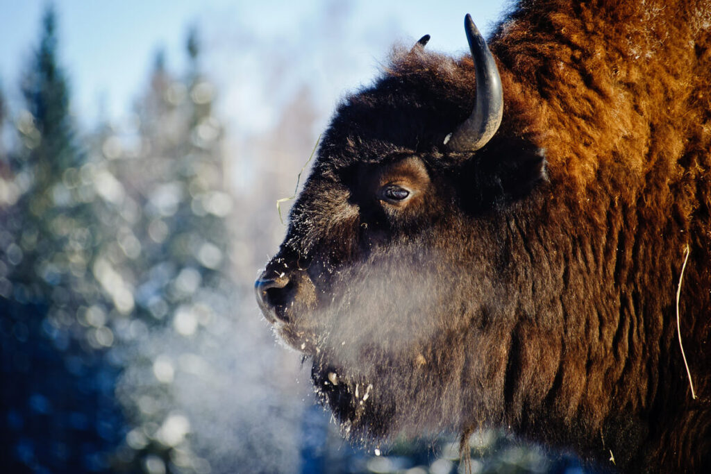 la rinascita del bisonte europeo