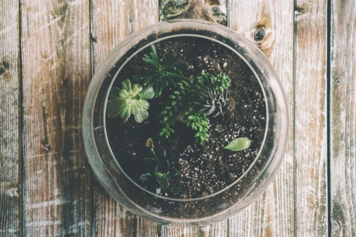 Creare un angolo verde in casa riciclando bottiglie e barattoli