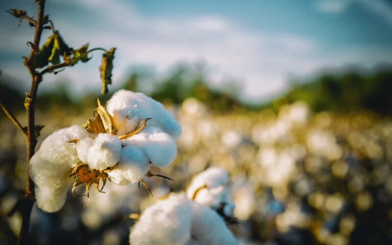 Il caldo cotone per l’arredo di stagione