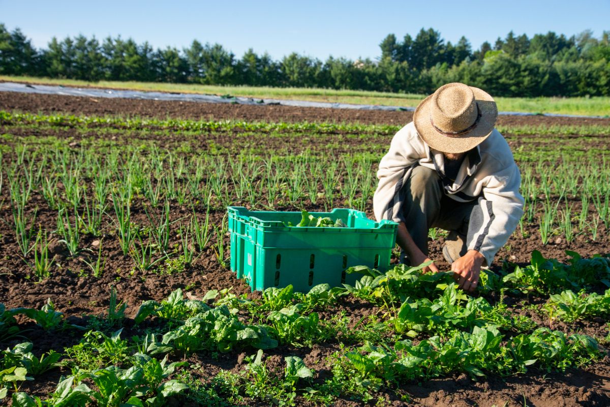 calendario fiere agricoltura italia 2024