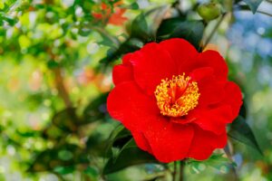 Camelia Japonica