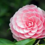 Camelia Japonica|Camelia Japonica|Camelia Japonica