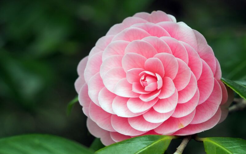 Camelia Japonica, fiore dal risveglio invernale