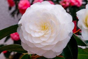 Camelia Japonica