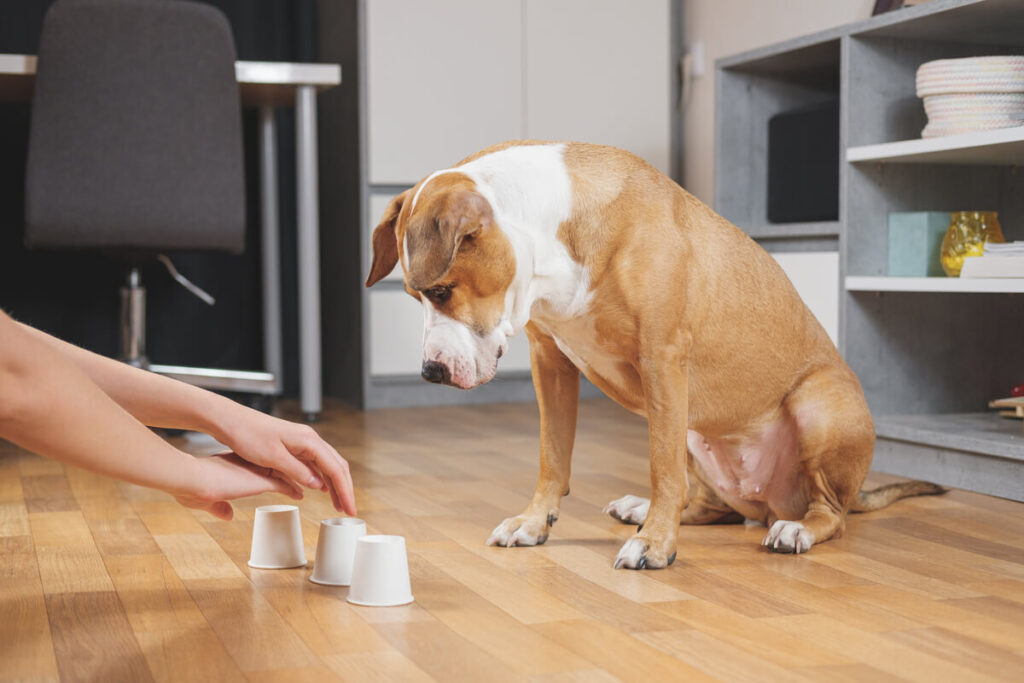 cosa sono gli asili per cani?