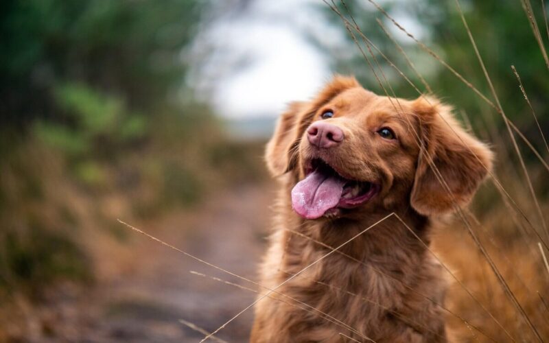 Quante famiglie hanno un cane in Italia|cani alla catena