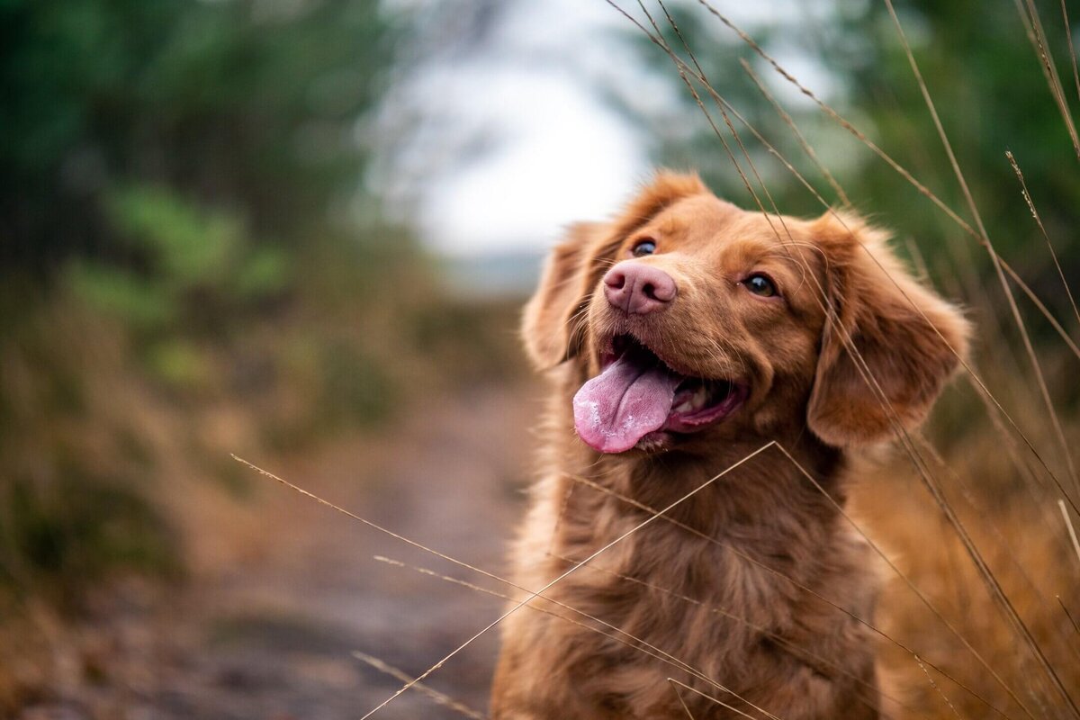 Quante famiglie hanno un cane in Italia