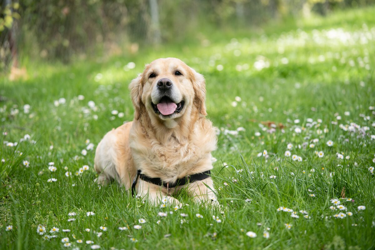 cani alla catena