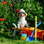 come rendere curato e sicuro il giardino per noi e i nostri cani|come rendere curato e sicuro il nostro giardino|come rendere belli e sicuri i giardini per i nostri cani