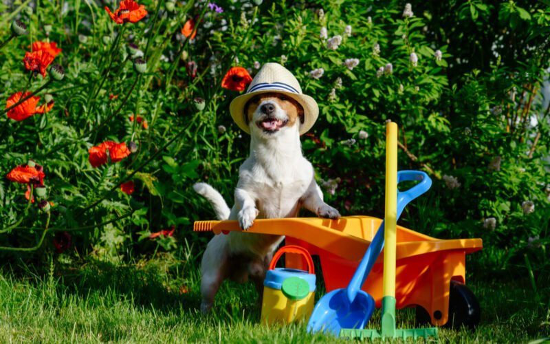 Come rendere curato e sicuro il giardino per noi e i nostri cani