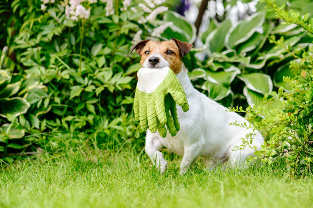 come rendere belli e sicuri i giardini per i nostri cani