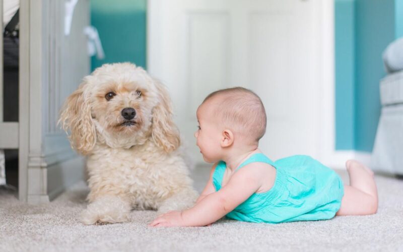 Cane ed arrivo di un neonato - come comportarsi|Cane ed arrivo di un neonato - come comportarsi