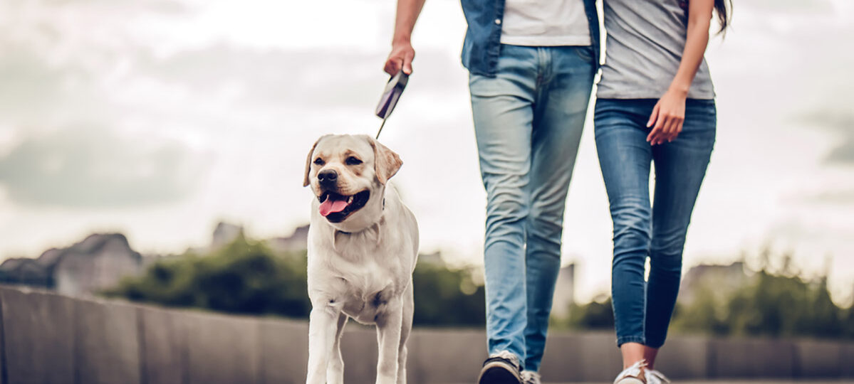 In Germania diventa obbligatorio di portare fuori il cane almeno due volte al giorno