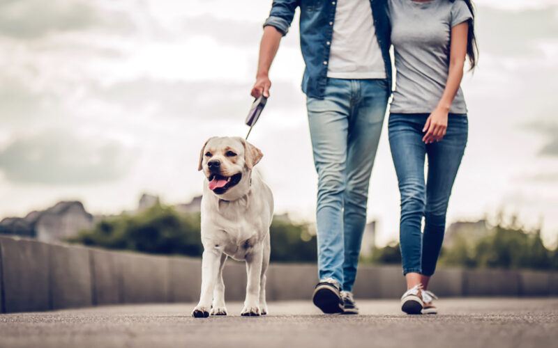 In Germania diventa obbligatorio di portare fuori il cane almeno due volte al giorno