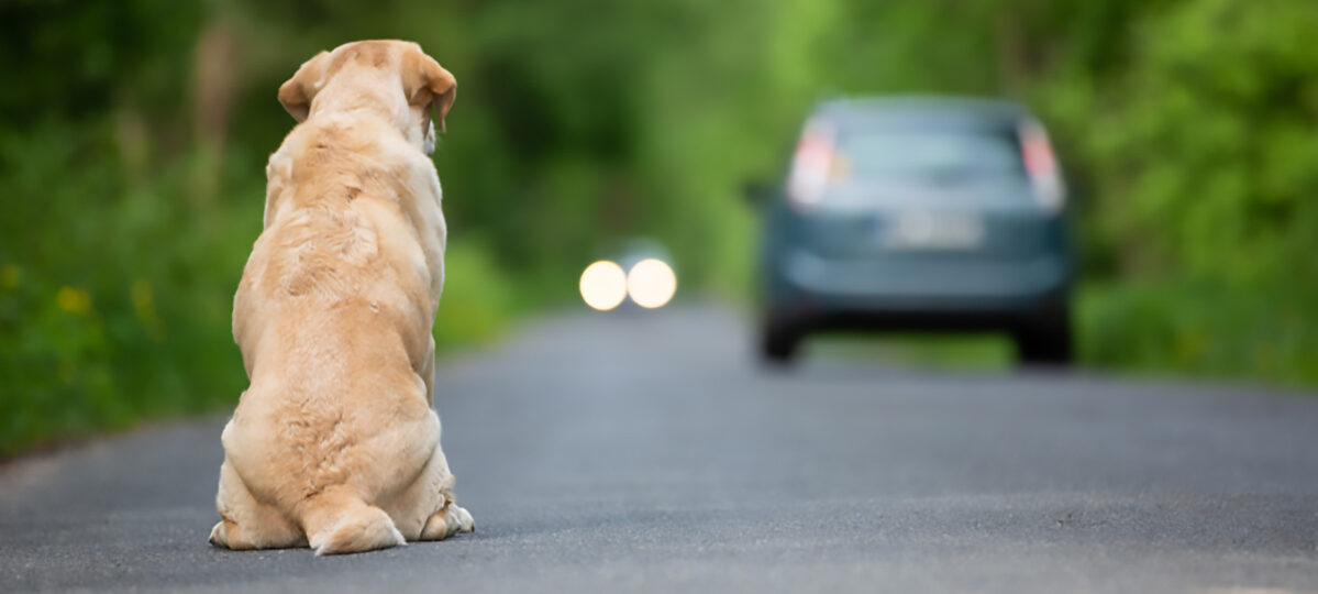 abbandono degli animali d'Estate|