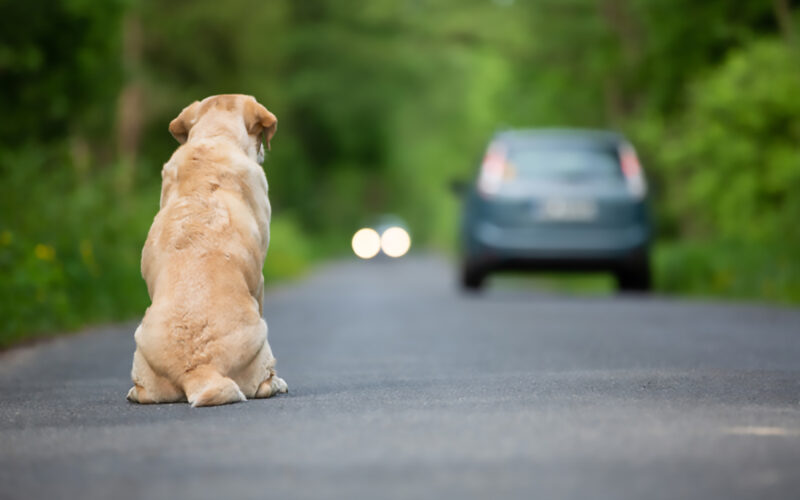 abbandono degli animali d'Estate|