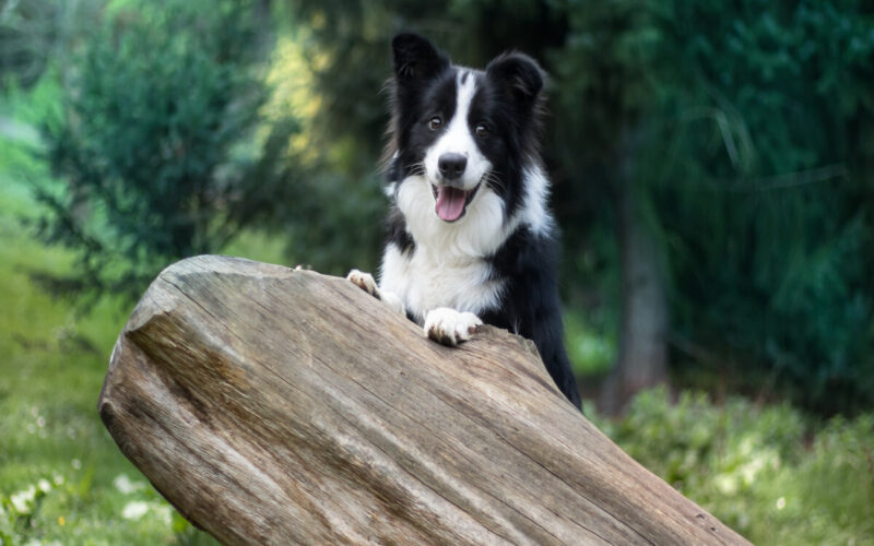 Cani più intelligenti - border collie|Quante famiglie hanno un cane in Italia