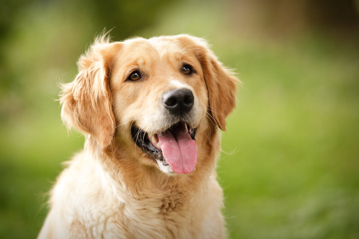 Cani più intelligenti - Golden Retriever