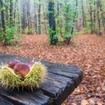 La raccolta delle castagne in Sicilia